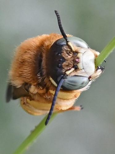 Trachusa integra